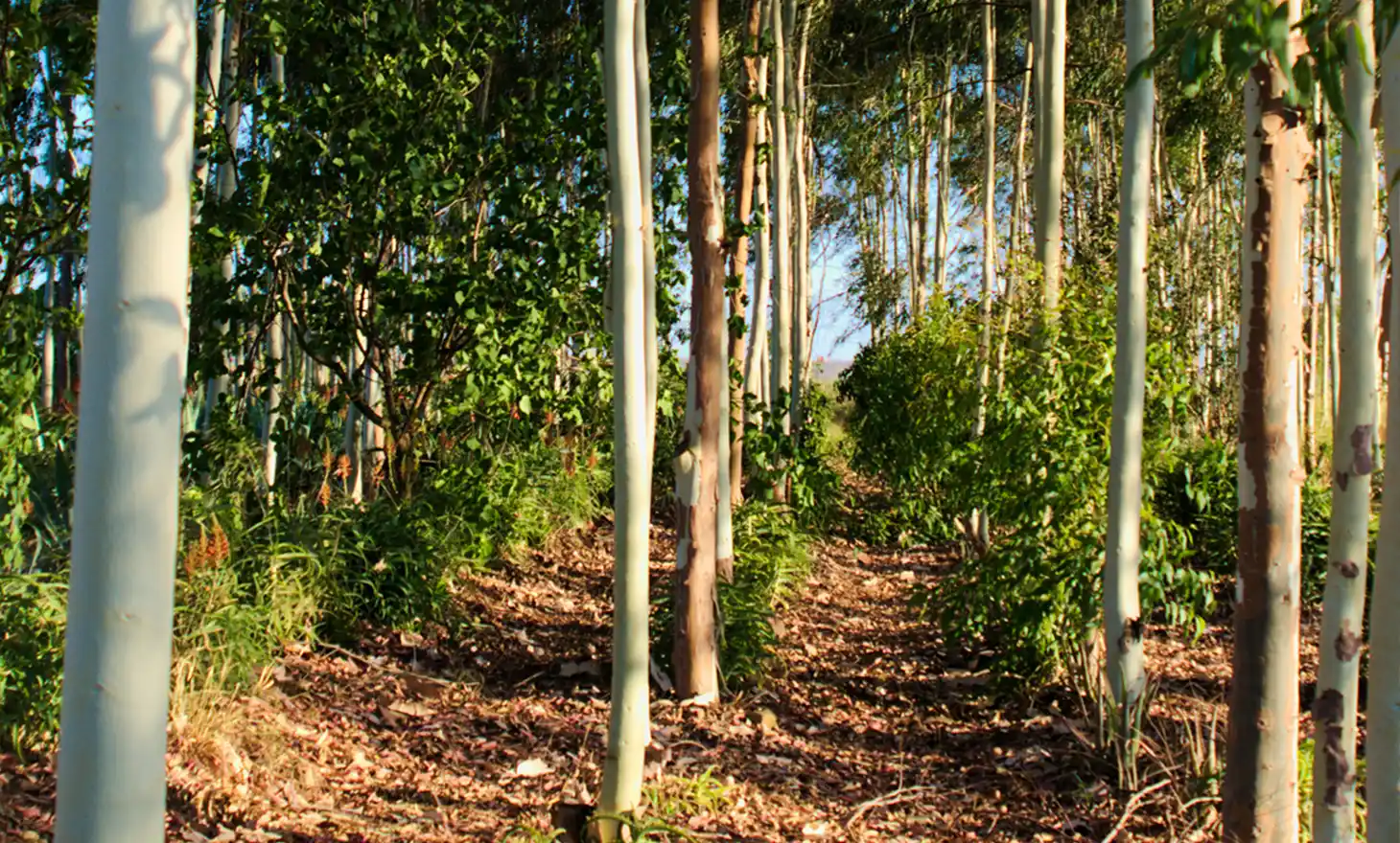 Samen CO₂ compenseren Ons bos Investeren